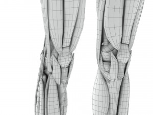 Musculoskeletal System with Body 3D Модель