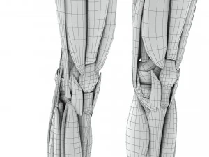 Musculoskeletal System with Body 3D Model