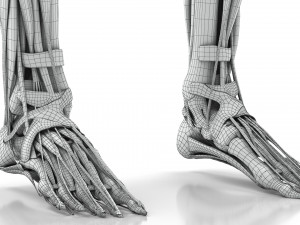 Musculoskeletal System with Body 3D Модель