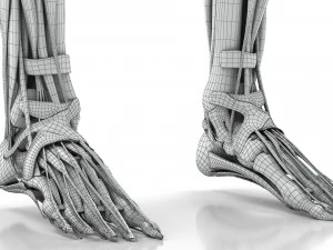 Musculoskeletal System with Body 3D Model