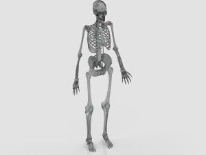 Musculoskeletal System with Body 3D Модель