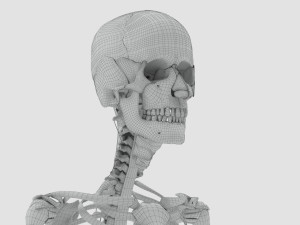 Musculoskeletal System with Body 3D Модель