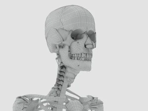 Musculoskeletal System with Body 3D Model