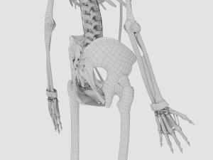 Musculoskeletal System with Body 3D Модель