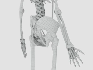 Musculoskeletal System with Body 3D Model