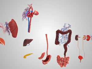 10 Complete Human Organs Modèle 3D
