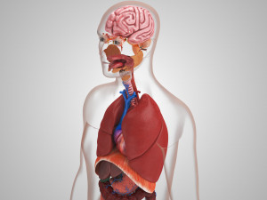 10 Complete Human Organs Modèle 3D