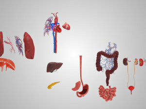 10 Complete Human Organs Modèle 3D