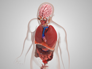 10 Complete Human Organs Modèle 3D