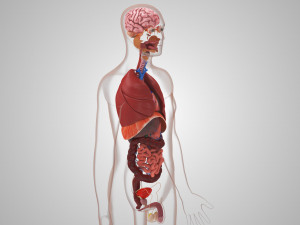 10 Complete Human Organs Modèle 3D