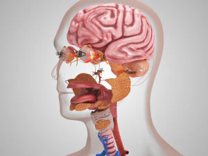 10 complete menselijke organen 3D Model