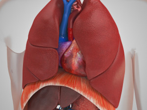 10 Complete Human Organs Modèle 3D