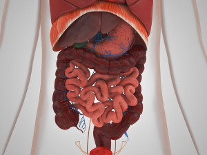 10 Complete Human Organs Modèle 3D