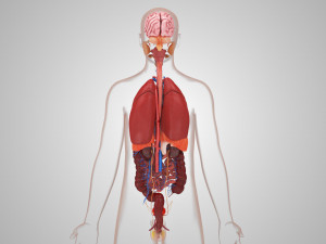 10 Complete Human Organs Modèle 3D