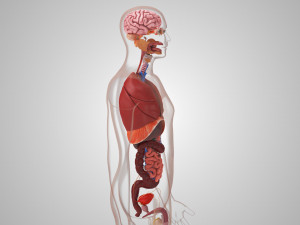 10 Complete Human Organs Modèle 3D