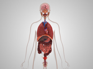10 Complete Human Organs Modèle 3D