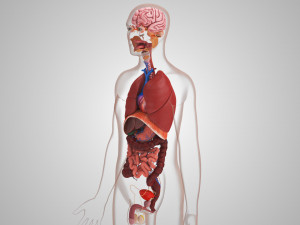 10 Complete Human Organs Modèle 3D