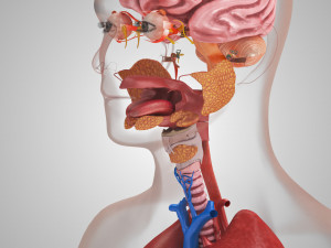 10 Complete Human Organs Modèle 3D