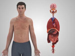 10 Complete Human Organs Modèle 3D