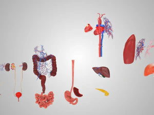 10 complete menselijke organen 3D Model