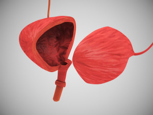 10 Complete Human Organs Modèle 3D
