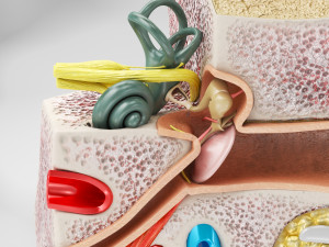 10 Complete Human Organs Modèle 3D