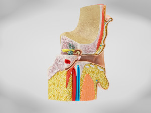 10 Complete Human Organs Modèle 3D