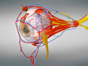 10 Complete Human Organs Modèle 3D