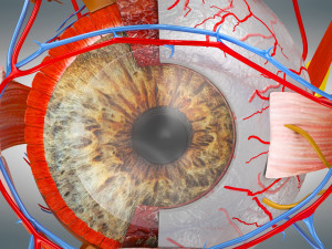 10 Complete Human Organs Modèle 3D