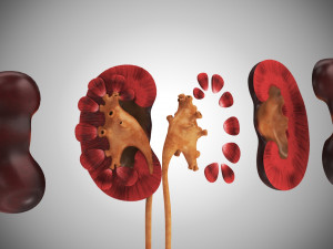 10 Complete Human Organs Modèle 3D