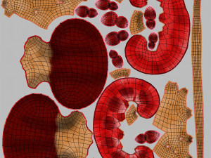 10 Complete Human Organs Modèle 3D