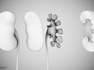 10 Complete Human Organs Modèle 3D