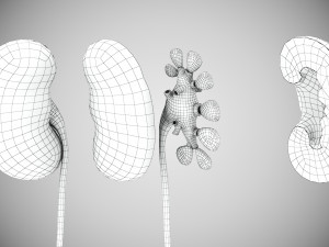 10 Complete Human Organs Modèle 3D