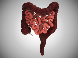 10 Complete Human Organs Modèle 3D