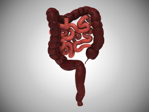 10 Complete Human Organs Modèle 3D