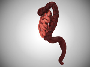 10 Complete Human Organs Modèle 3D