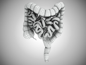 10 Complete Human Organs Modèle 3D