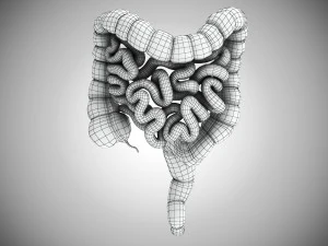 10 complete menselijke organen 3D Model