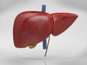 10 Complete Human Organs Modèle 3D
