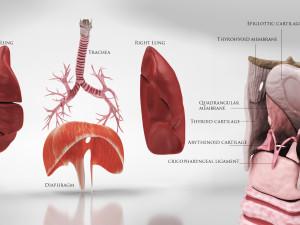 10 Complete Human Organs Modèle 3D