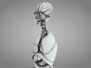 10 Complete Human Organs Modèle 3D