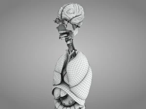 10 complete menselijke organen 3D Model