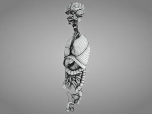 10 Complete Human Organs Modèle 3D