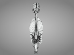 10 Complete Human Organs Modèle 3D