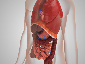 Human Internal Organs 3D 模型
