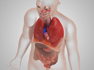 Human Internal Organs 3D 模型