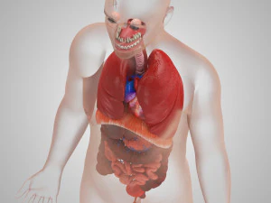 Human Internal Organs 3D Model