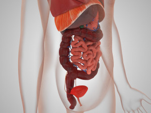 Human Internal Organs 3D 模型
