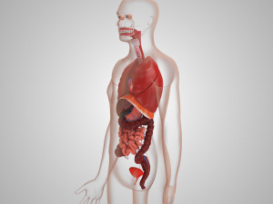 Human Internal Organs 3D 模型