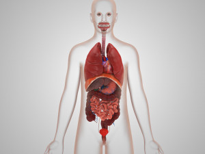 Human Internal Organs 3D 模型